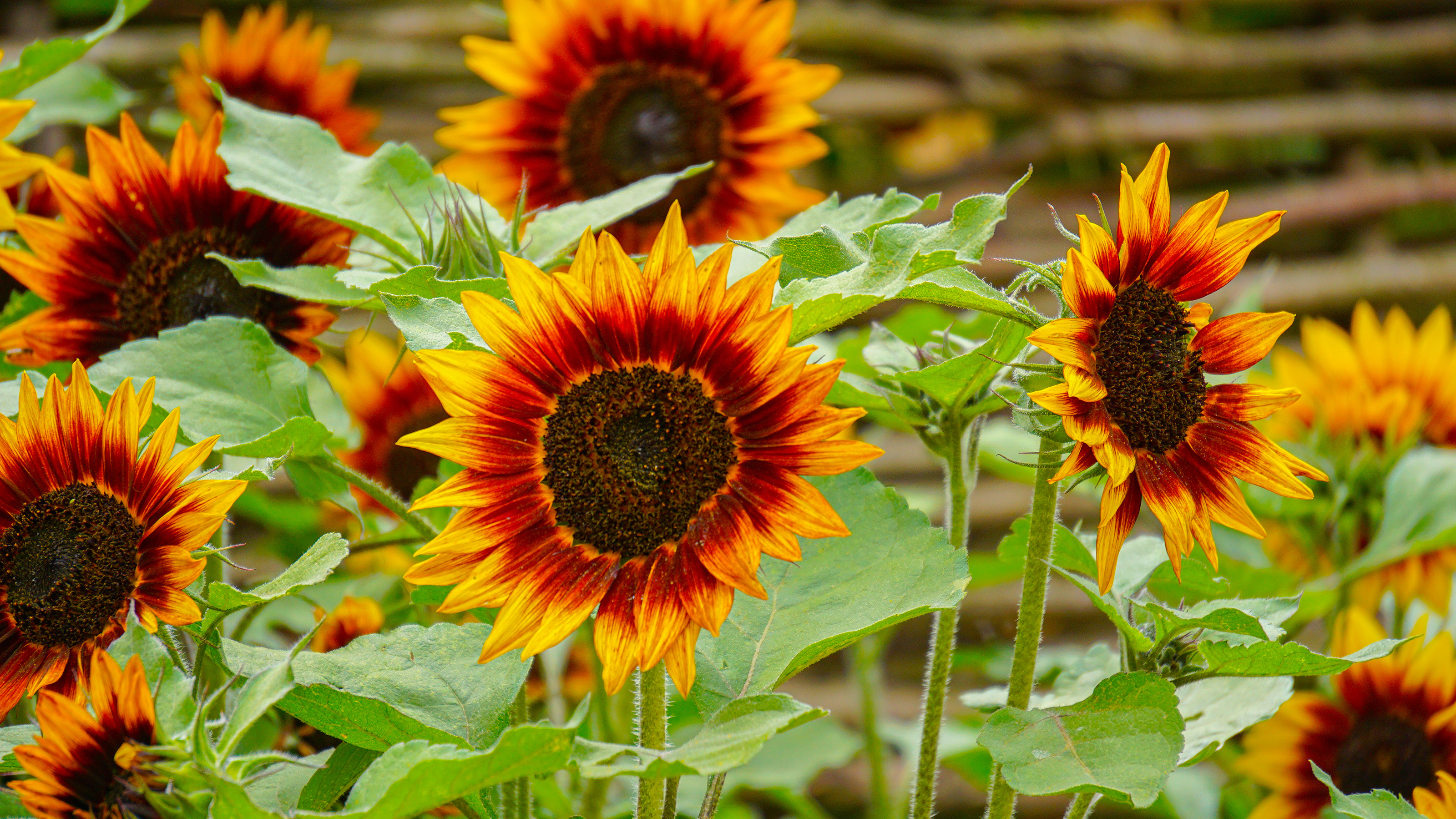 sunflowers not flowering red sunflowers in garden