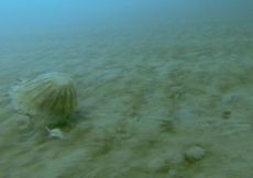 Scientists spotted this huge jellyfish (<em>Chrysaora melanaster</em>) dragging a crustacean with one of its tentacles under the sea ice covering the Chukchi Sea off the north coast of Alaska.