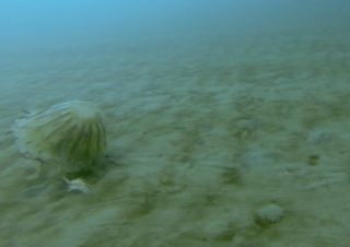 Scientists spotted this huge jellyfish (<em>Chrysaora melanaster</em>) dragging a crustacean with one of its tentacles under the sea ice covering the Chukchi Sea off the north coast of Alaska.