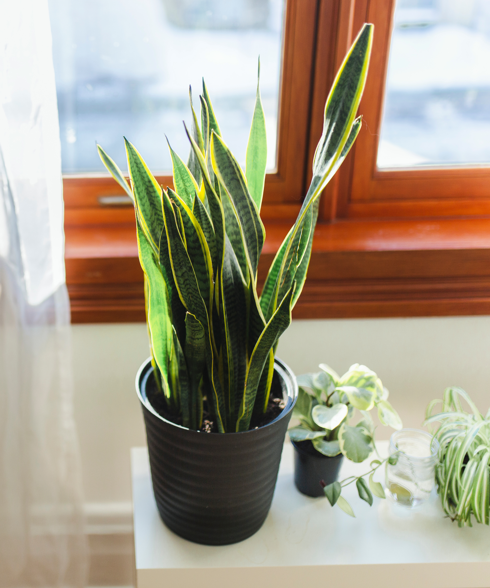 snake plant and houseplants on radiator by window