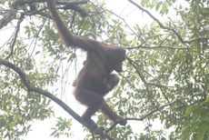 orangutans, borneo, Pongo pygmaeus pygmaeus