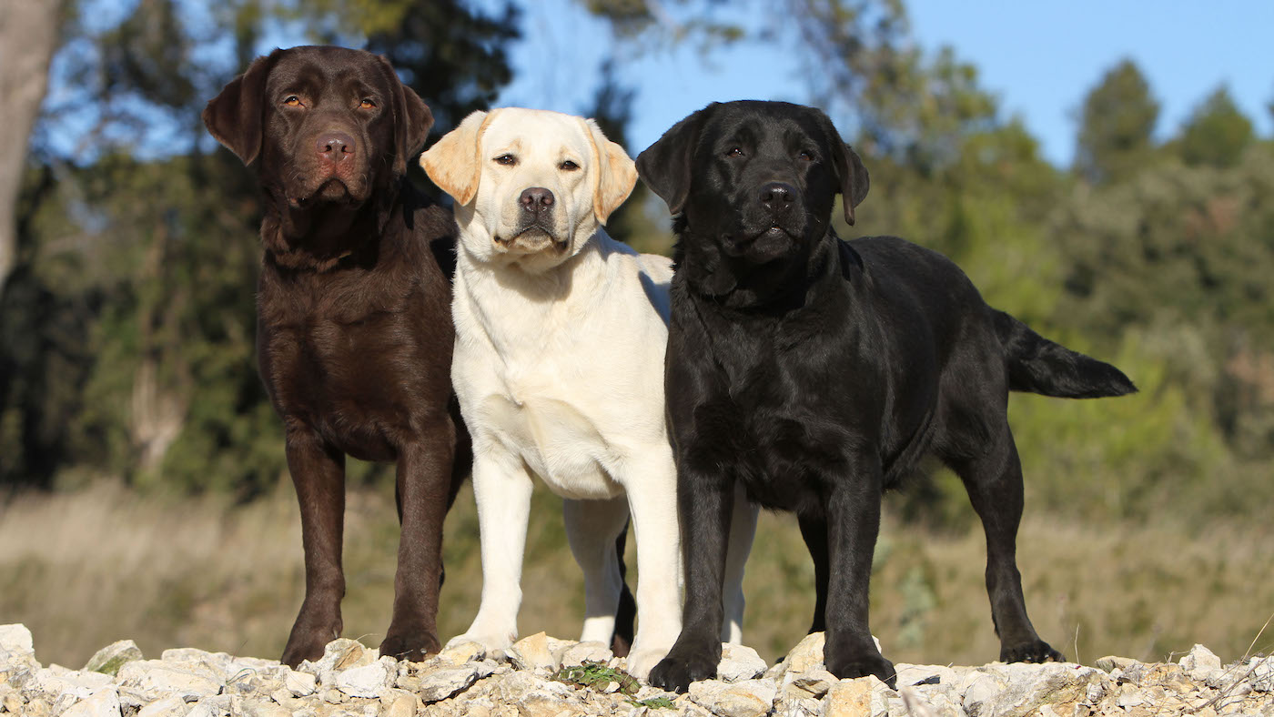 Three Labrador Retrievers of different colours