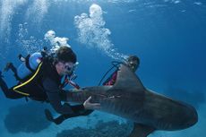 Tagged Tiger Shark