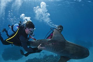 A tiger shark, tagged with satellite and acoustic transmitters, is released back into the Coral Sea.