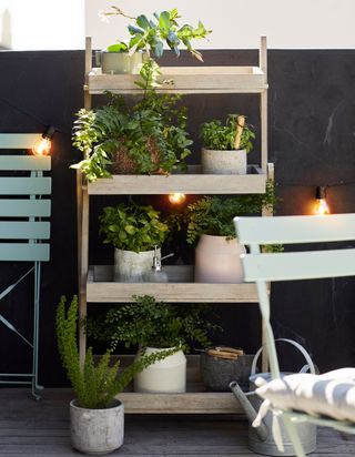 Wooden shelving rack with pots of herbs and plants