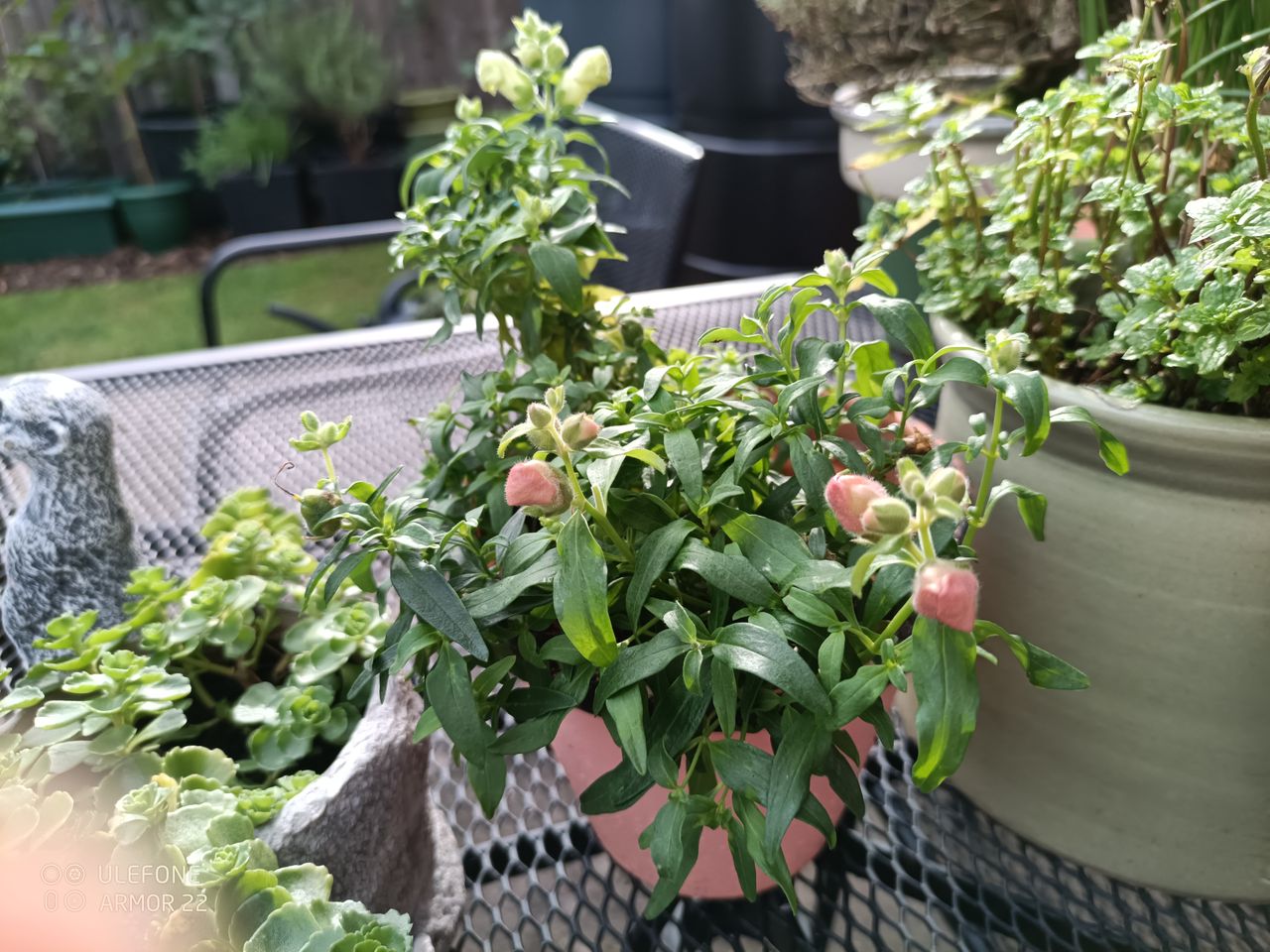 Ulefone Armor 22 Example images