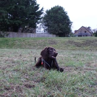 Wilf the cocker on a walk in Hampshire