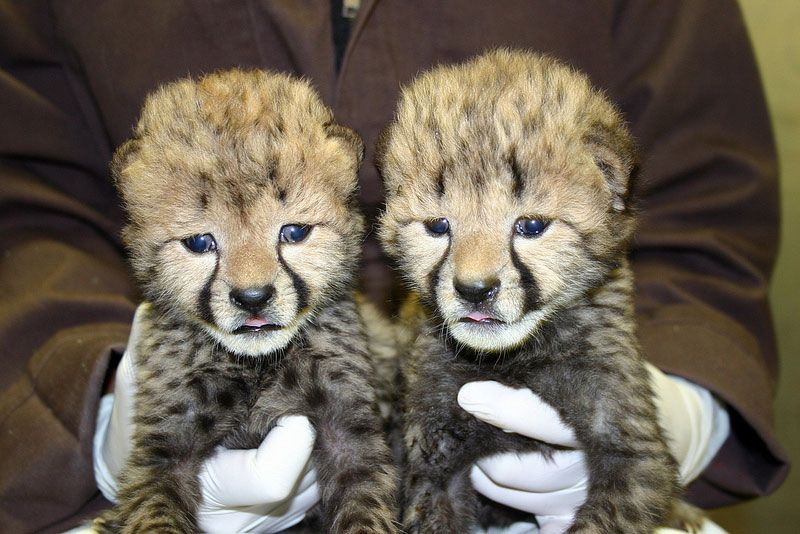 The two cheetah cubs born at the Smithsonian Conservation Biology Institute when they were 16 days old.