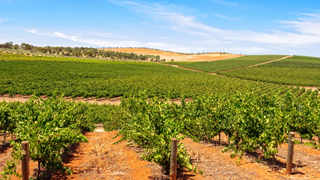 Rows of vines in Clare Valley, Australia