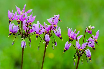 Purple Flowered Shooting Start Plant