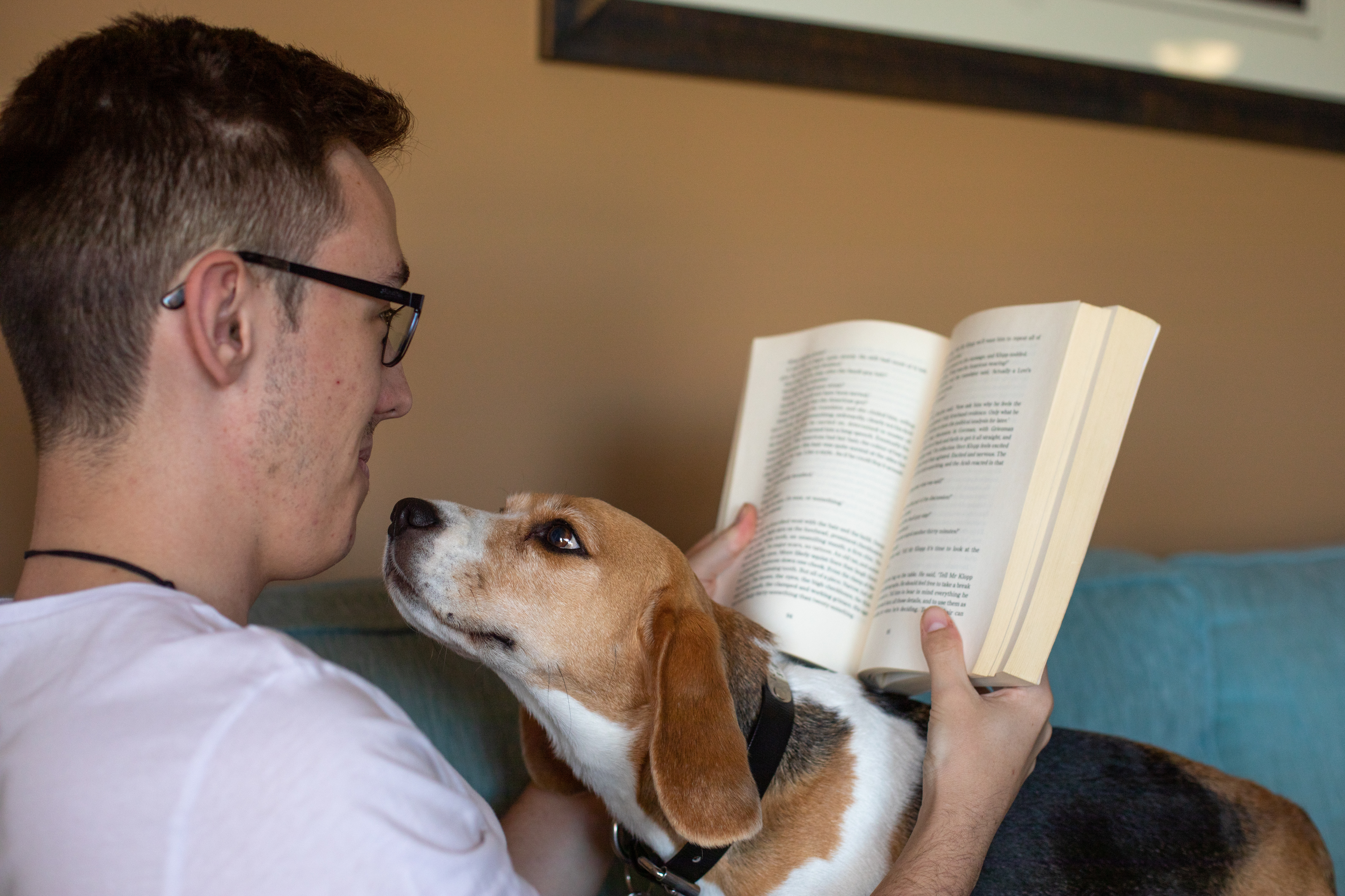 Beagle sitting on owner’s lap while they read a book