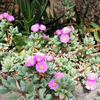 Oscularia deltoides with pink flowers