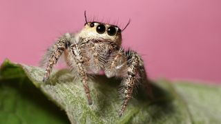 A jumping spider against a pink background