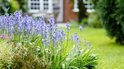 Bluebells in a shady garden