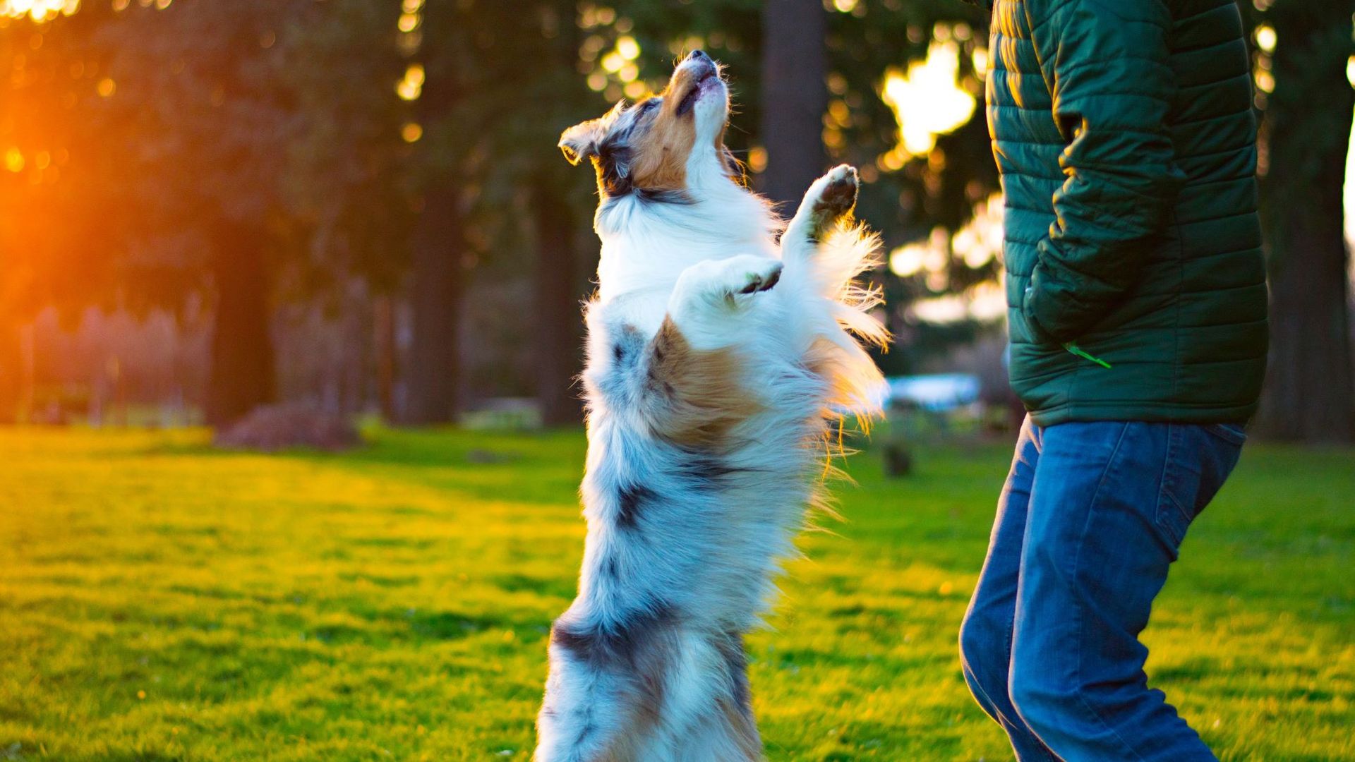 How To Get My Dog To Stop Jumping Up On Me at Steven Lopez blog