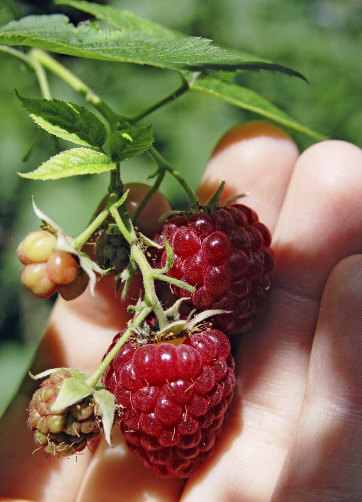 Hand Holding Two Dark Red Raspberries