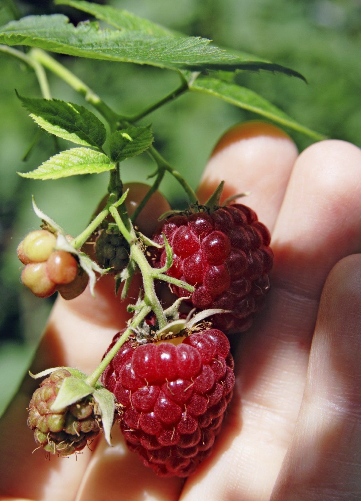 Reppoting Raspberries How To Harvest Raspberry Plants: Tips On Harvesting Fresh Raspberries ...
