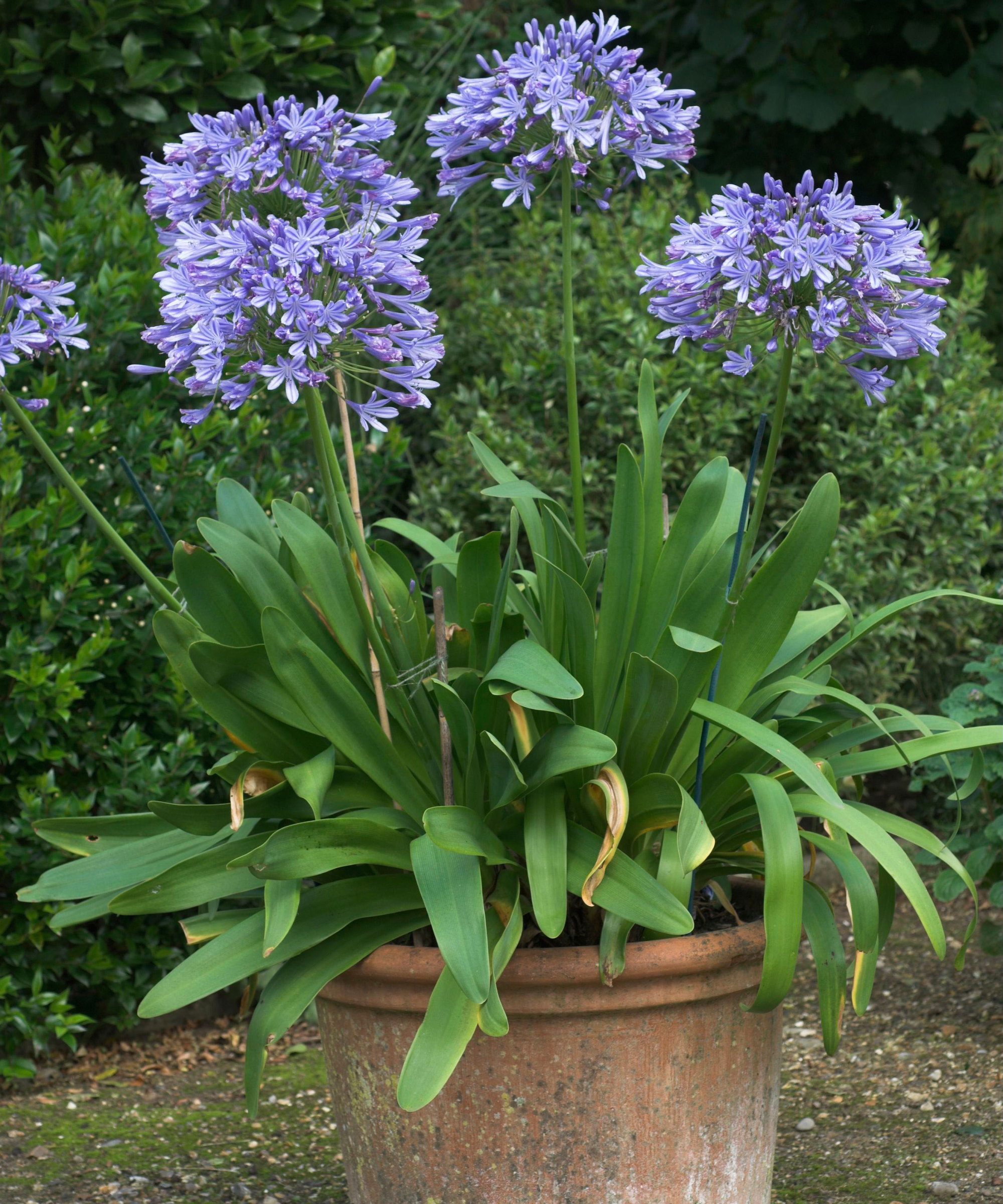 Agapanthus 'Lady Bacon' in a terracotta pot with purple-blue blooms