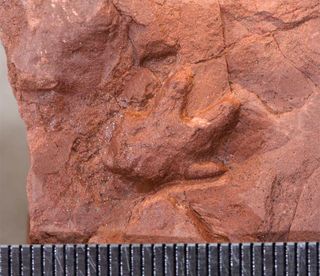 This is a handprint of the baby dinosaur <em>Massospondylus</em> from the nesting site in South Africa..