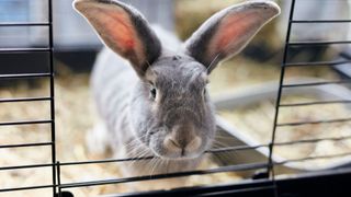 Grey rabbit in hutch