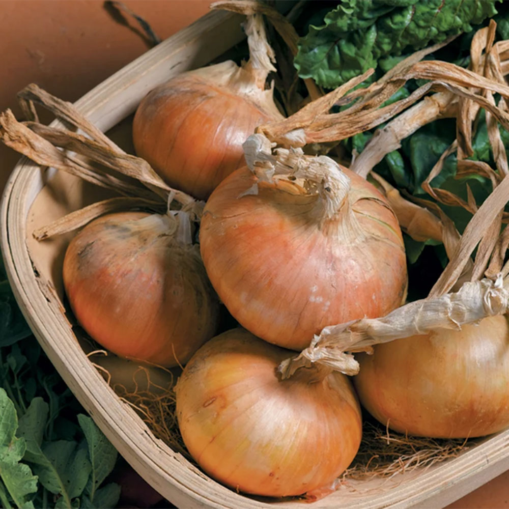 wooden trug full of freshly harvested onions