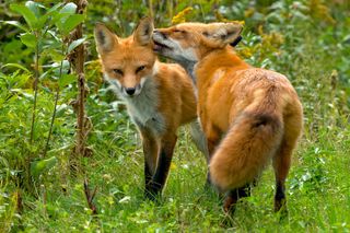 Red fox kissing the ear of its mate