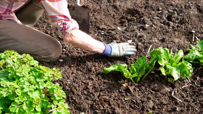 Older woman arm hand in gardening glove weeding lettuces spinach plants on freshly dug garden soil