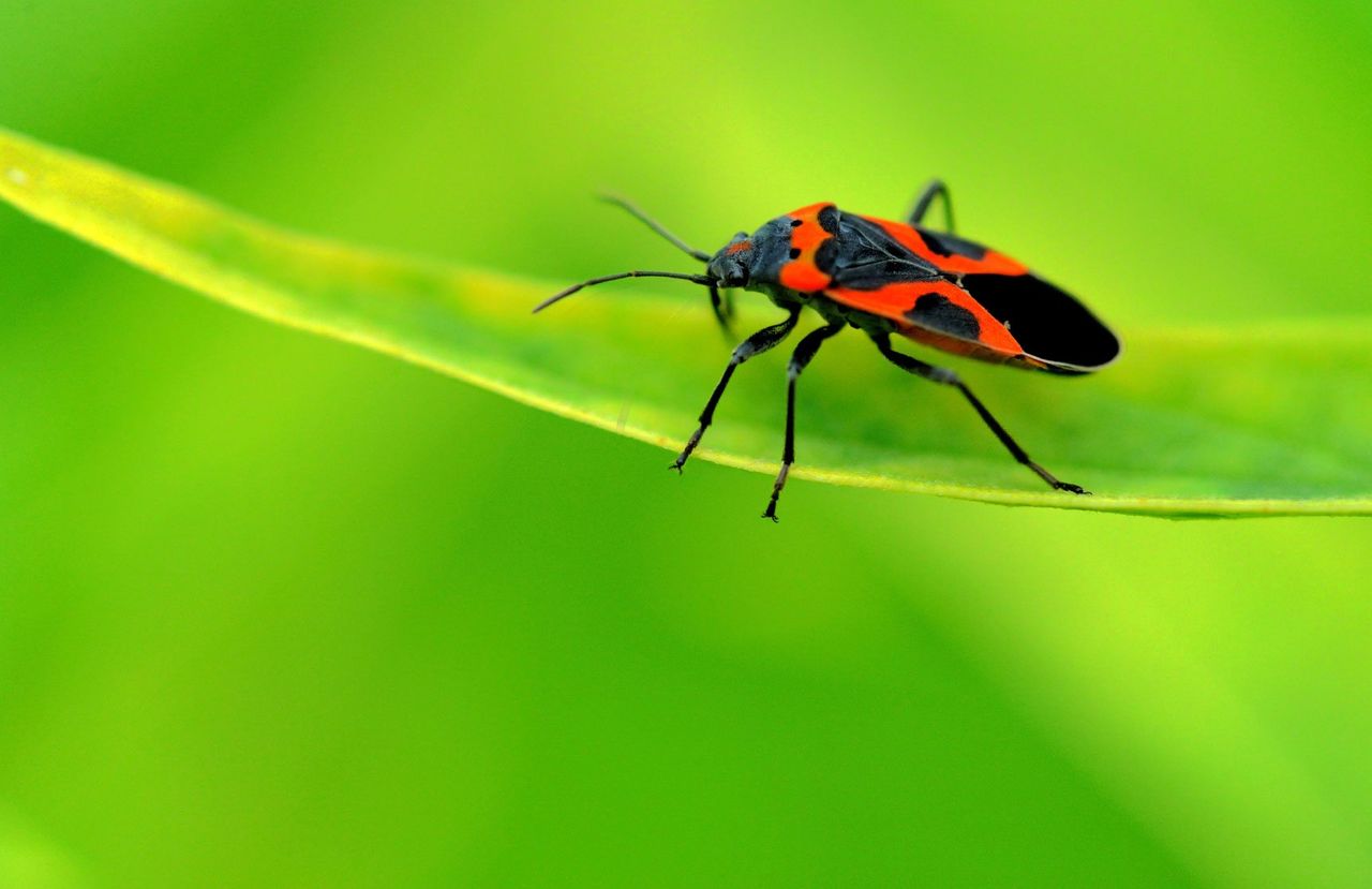 Milkweed Bug On A Leaf