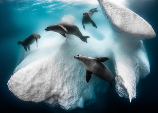 In "Frozen Mobile Home," crabeater seals cavort under an iceberg, near Antarctica. This mesmerizing image earned Greg Lecoeur the title of Underwater Photographer of the Year 2020.