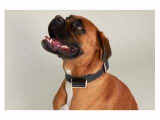 Jagger & Lewis’ Smart Dog Collar