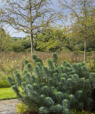 Euphorbia characias subsp. wulfenii is a tall, sun-loving spurge