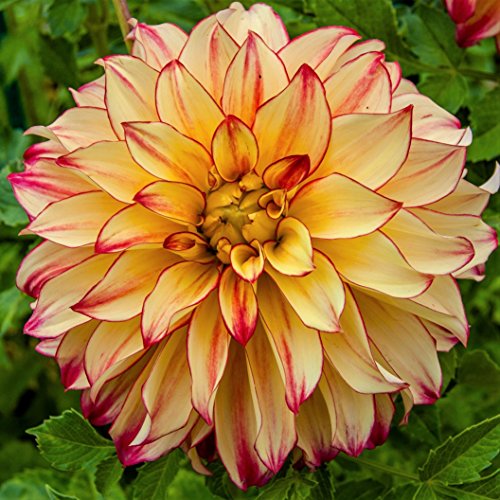 Easy to Grow Dahlia Lady Darlene 3 Clumps of Tubers - Large Yellow &amp;amp; Pink Flowers Blooms in Summer to Fall Sun, Plant in Spring