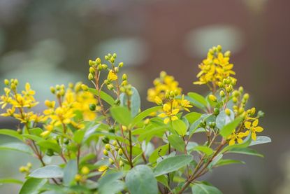 Yellow Flowered Thryallis Plants