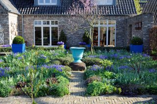 garden color schemes: blue bulbs and blue pots