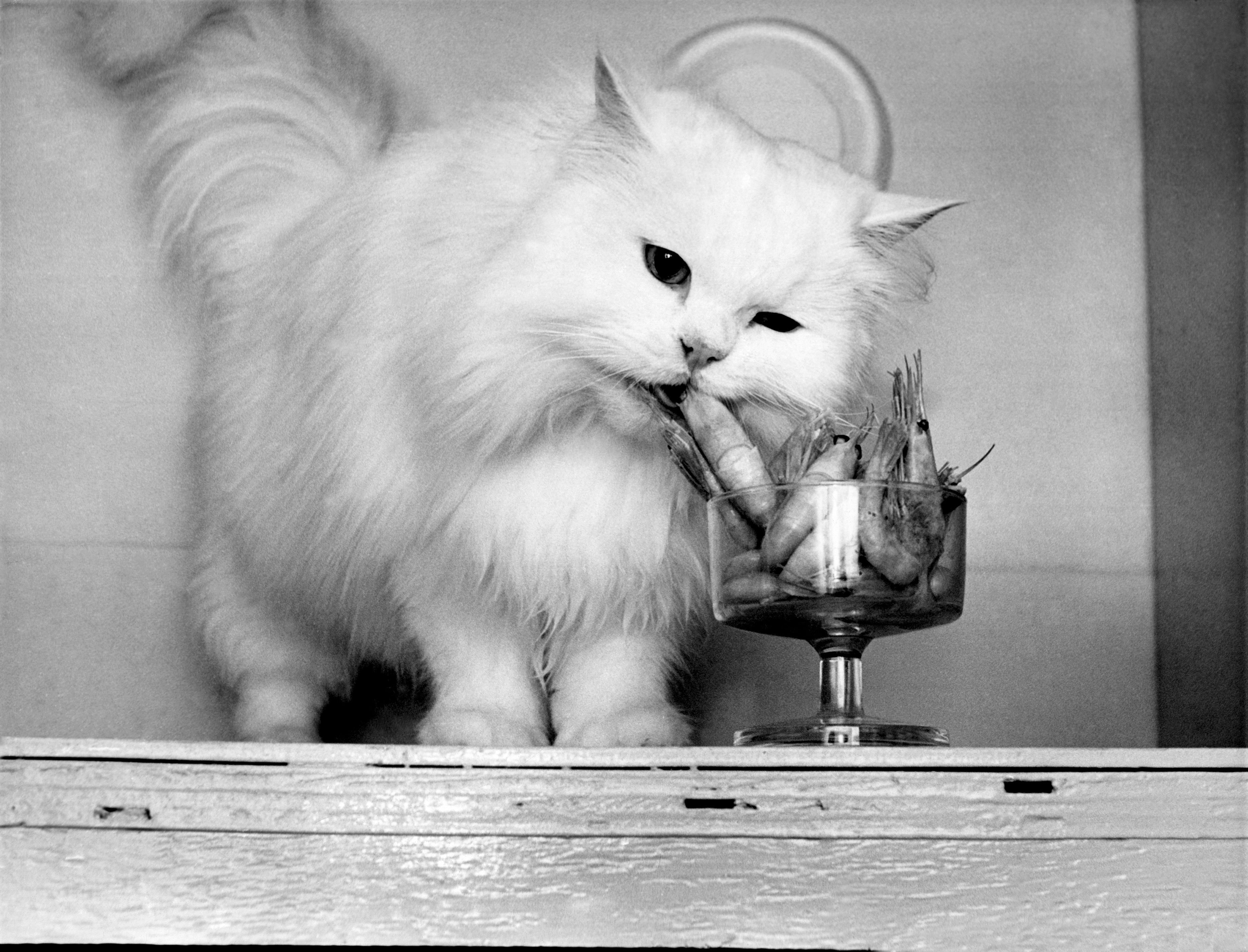 A cat stealing a prawn from a glass of prawn cocktail.