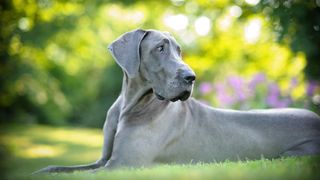 great dane lying down