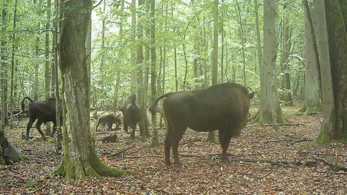Watch bison herd defend a newborn calf from wolf attack in a primeval Polish forest