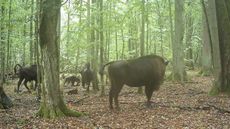 Wolves attacking a herd of European bison in a forest. In the background we see the wolves biting a newborn bison calf.