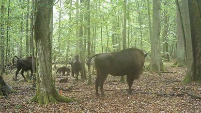 Wolves attacking a herd of European bison in a forest. In the background we see the wolves biting a newborn bison calf.
