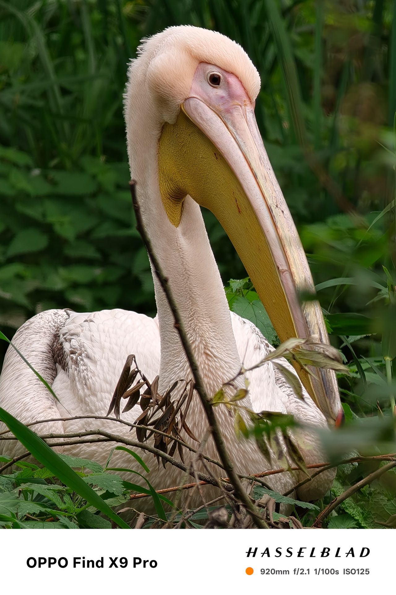 A pink pelican sitting between green leaves
