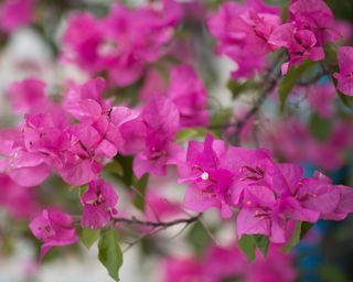 Close-Up Of Pink Flowers of Bougainvillea
