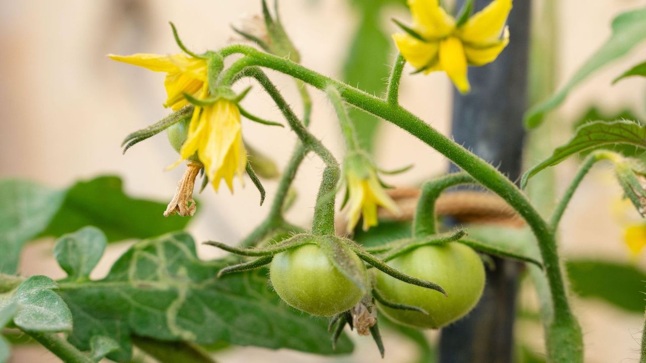 Tomato plant with flowers