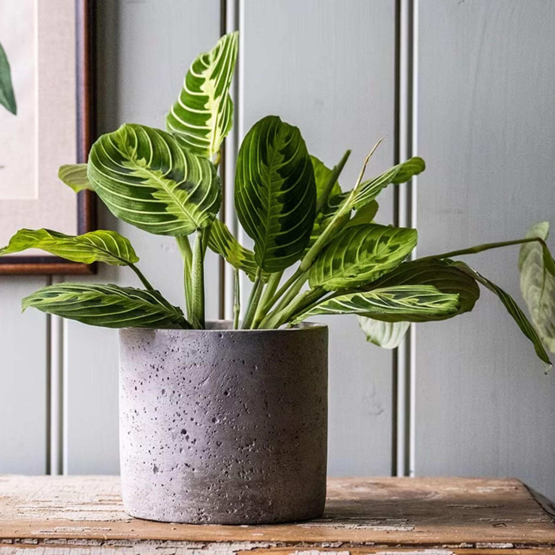 How to care for a prayer plant the ultimate shadeloving plant