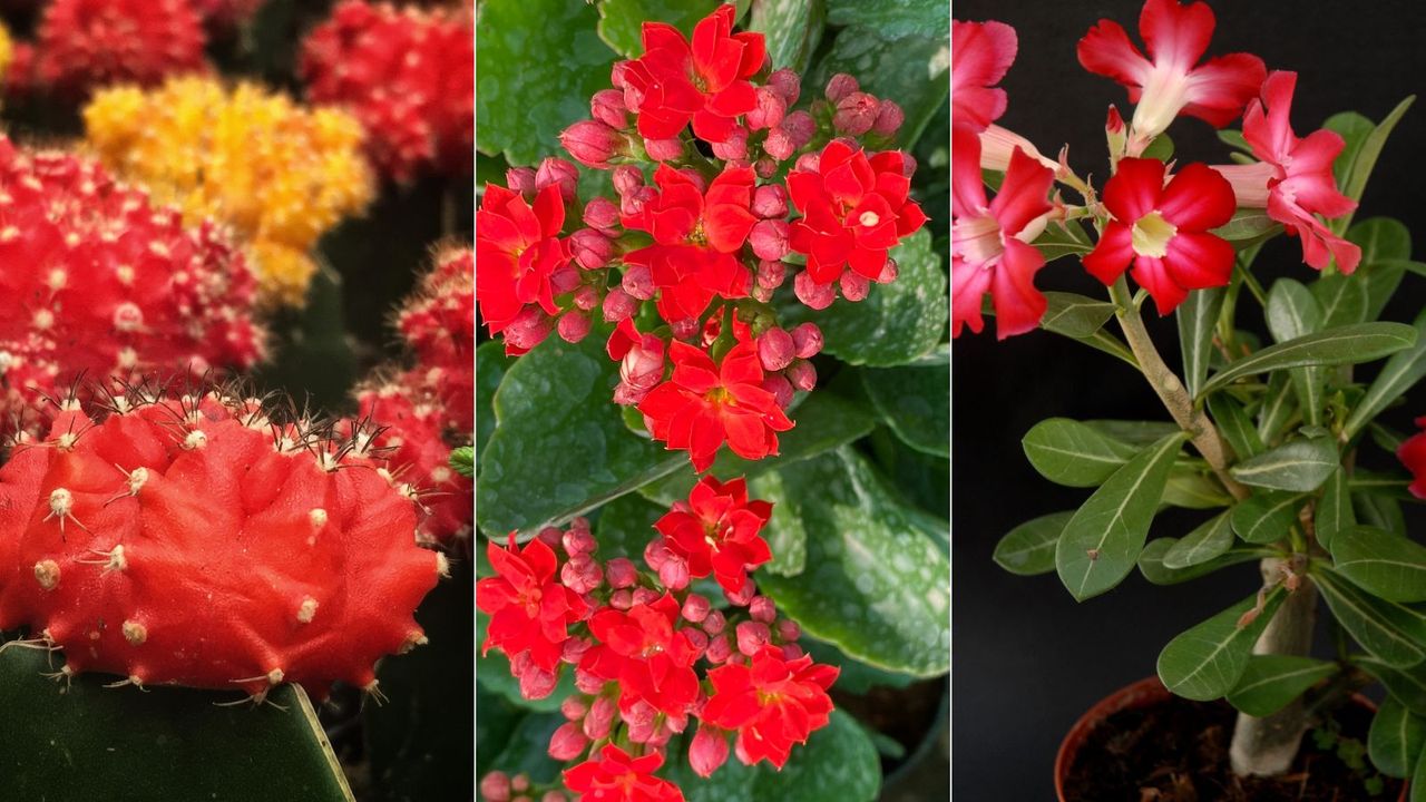 Ruby cactus, red flowers