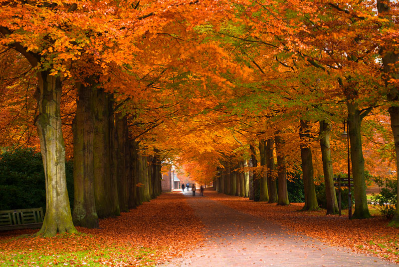 The colorful foliage of autumn