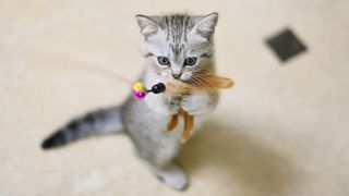 which cat toys are best