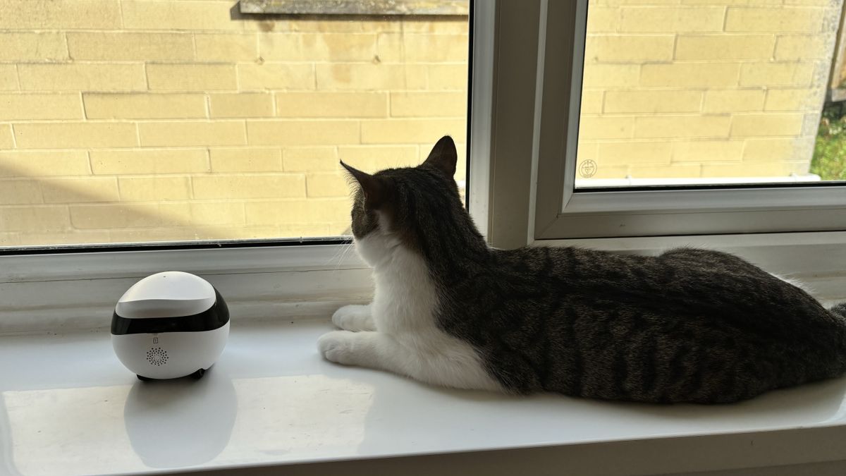 Enabot Ebo SE pet robot review: the catsitter I didn’t know I needed ...