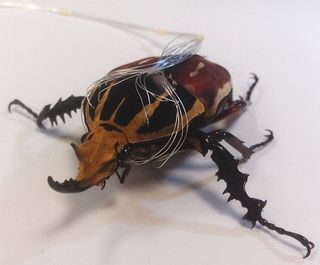 Scientists implanted electrodes into the muscles of beetles to turn them into "cyborg" insects.