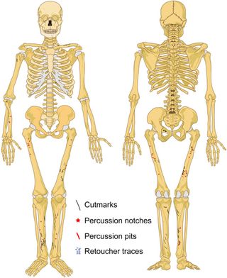 This skeletal illustration shows where marks were found on Neanderthal bones from Troisième caverne of Goyet in Belgium that suggest both cannibalism and that the bones were used as stone tools or as a means of sharpening stone tools (retoucher traces).
