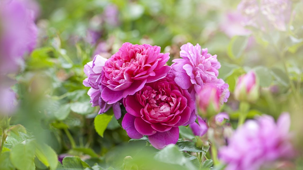 Pink rose blooms in a garden border